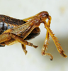CollectionObject 1498699; 030eafed-5045-4cf5-b2b3-b3cec72c93da: male abdomen tip, lateral view. (CollectionObject).