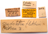 CollectionObject 2704309; CNMS 3062, 913ff1d6-afb3-4368-a269-425497480f0f, CNMS 3062: label. paratype. (CollectionObject).