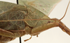 CollectionObject 1582516; 1e21179a-dff6-41a4-bd26-709f78709738: female pronotum, lateral view (syntype of Microprion ceylonicus). (CollectionObject).