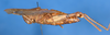 CollectionObject 1595751; bef6f937-396a-4e17-a9f1-b1ae90ee3671, NHMUK010362914: female, lateral view (possibly holotype of Cyrtacanthacris wingatei or Acridium vinosum). (CollectionObject).