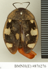 CollectionObject 1573108; 0c9ff18d-82e9-4e88-9c55-5838c391afb3: Copyright Natural History Museum, London. Non-type (adult female) in BM(NH). Dorsal view. (CollectionObject).