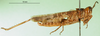 CollectionObject 1569170; 547c5756-0a52-4f51-bdc6-546df7ea8af4: male, lateral view (paratype). (CollectionObject).