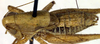 CollectionObject 1500454; 7247790b-5146-4f37-b2b6-1dec33d2b0a1: male, dorsal view(holotype). (CollectionObject).