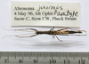 CollectionObject 1563742; eb27a73a-d4a0-4fea-a234-d04f849d976a: copyright FRIM. male (paratype). (CollectionObject).