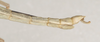 CollectionObject 1557982; aba369b7-3b24-4f87-92ce-a05eb2c6b46a: copyright St. Petersburg. male, end of abdomen, lateral view (syntype). (CollectionObject).
