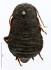 CollectionObject 1587440; MNHN(SF IMPORT DUPLICATE) MNHN-EP-EP898, d470f6db-06e9-45f0-94ca-ede740527e22: CC BY-NC-ND 4.0/MNHN - Depraetere Marion - 2014. Non type, female. Specimen number: MNHN-EP-EP898. http://coldb.mnhn.fr/catalognumber/mnhn/ep/ep898. (CollectionObject).