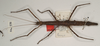 CollectionObject 1561824; 569f556d-3e0e-4df9-a2b3-4085e5ec0233: copyright OUMNH. female Ceroys rabdota (holotype). (CollectionObject).