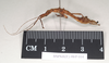 CollectionObject 1563724; NHMUK(SF IMPORT DUPLICATE) 845104, dd142139-5651-4520-a8bd-d2247932a6c2: copyright Natural History Museum, London. female, lateral view (paratype). (CollectionObject).