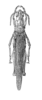 Pyrgomorpha (Pyrgomorpha) cognata cognata Krauss, 1877: Fig. 533. female, dorsal view. (Otu).