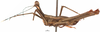 CollectionObject 1581854; 43eed837-b4c5-4512-a4ec-63f693b7ec20: male, lateral view (holotype). (CollectionObject).
