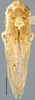 Habitus, dorsal view: !! display not done !! on Bandaromimus Linnavuori, 1959: Bandaromimus parvicauda, dorsally (INHS). (Observation).