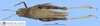 CollectionObject 1513876; 09c9162d-45f4-463d-baf9-ebd9e452bde3, MLP3511/2: female, dorsal view (paratype). (CollectionObject).