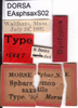 labels (paralectotype). Depicts CollectionObject 1537662; 9ed28262-6b08-4a9a-a4d3-3d61d87e5e20, a CollectionObject.