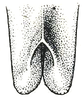 Inscudderia walkeri Hebard, 1925: Pl. XI, Fig. 4. male, tip of subgenital plate, ventral view. (Otu).