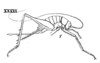 Dyscophogryllus saltator (Saussure, 1874): Pl. 15, Fig. 26(1). female, lateral view. (Otu).