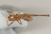 CollectionObject 1499312; 25010166-abb4-4307-b710-313c2725bbe9: Male, dorsal view (holotype). (CollectionObject).
