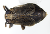 Habitus, dorsal view: !! display not done !! on Phyllodinus nervatus Van Duzee, 1897: (Observation).
