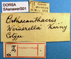 CollectionObject 1530675; eabd2fc9-d04a-4d98-b395-e72ce5615a26: labels (syntype). (CollectionObject).