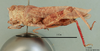 Eremopeza cinerascens (Stål, 1875): female, lateral view (syntype). (Otu).