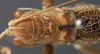 CollectionObject 1505902; dc81cfb3-7470-4947-9e55-0cfebf6205ae: female head and pronotum, dorsal view (holotype of Yorkiella vidua). (CollectionObject).