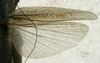 CollectionObject 1536009; 62099709-3525-4cbf-ba77-ea6b8b465b2d: female, wings (syntype). (CollectionObject).