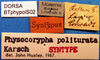 CollectionObject 1502842; 7d02e102-b604-4f54-b06f-7d98a6e4242f: labels (syntype). (CollectionObject).