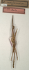 CollectionObject 1557353; 2427746b-ea8b-405a-ace7-e5d938f24376: copyright NMW, Vienna. male (holotype). (CollectionObject).