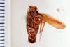 Euphyllodromia jugata Rehn, 1928: Photo taken by Heidi Hopkins. (Otu).