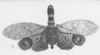 Habitus, dorsal view: !! display not done !! on Fulgora servillei Spinola, 1839: (Observation).
