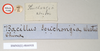 CollectionObject 1559610; NHMUK(SF IMPORT DUPLICATE) 844918, 0bc3b538-d2c0-4861-8d77-3eaded2a96a0: copyright Natural History Museum, London. male, data labels [round label reversed] (holotype). (CollectionObject).