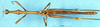 CollectionObject 1507132; a04addb4-dc4f-4f71-97f6-3304fc0a8a72: male, dorsal view (syntype of Apioscelis gracilis). (CollectionObject).