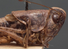 CollectionObject 1505810; 12c59d8f-b1e9-4b15-ad7a-99843b47b72f: male pronotum, lateral view (holotype). (CollectionObject).