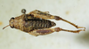 CollectionObject 1521307; 7d104978-a72e-495a-b745-e37b6b84d1ed: female, dorsal view. (CollectionObject).