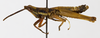 CollectionObject 1523719; 519b435f-35b2-46fc-a51c-912d11ca2028: male, lateral view (holotype). (CollectionObject).
