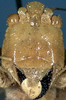 CollectionObject 1516724; 9932d429-f798-4284-bfce-2dea12f6f65f: male face (syntype). (CollectionObject).