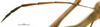CollectionObject 1581844; dfb5258b-b321-451e-8717-c3e5f845235b: male, antenna (holotype). (CollectionObject).