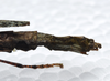 CollectionObject 1580881; fe3c5133-badf-45a2-b17b-2497511fed12: copyright SPM, Kinabalu. female: end of abdomen, lateral view (holotype). (CollectionObject).