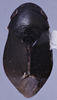 Habitus, dorsal view: !! display not done !! on N. Gen. ML1 n. sp. 1: Penthimiini Kirschbaum, 1868: (Observation).