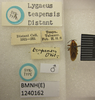 CollectionObject 1596614; 9f5125e7-2df6-45a4-9194-fa33874c9ecb: Lygaeus teapensis. Syntype. (BMNH) - (CC BY-NC 4.0) Photo by Stuart Cole, reproduced with permission from the Natural History Museum, London, UK. (CollectionObject).
