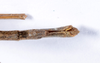 CollectionObject 1559336; 74dd9b6c-5bbe-4fe2-b63e-5c41c2e671a8: copyright ANSP. male: end of abdomen, ventral view (holotype). (CollectionObject).