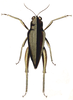 Batrachidea mucronata (Saint-Fargeau & Serville, 1825): Pl. 13, Fig. 4. "Tétrix mucronée" probably female, body length 13.5-16 mm [6-7 lignes]. (Otu).
