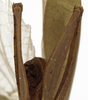 CollectionObject 1529743; NHRS NRM-ORTH0009197, 49682db8-3297-4dbf-8e63-9bbe870ab061: male cerci (holotype). (CollectionObject).