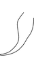 Anal tube processes: !! display not done !! on Matsumurasca (Matsumurasca) diversa (Vilbaste, 1968): Anal tube process. (Observation).