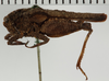 CollectionObject 1529884; NHRS 13612, 7edf66f9-675d-48ca-b267-a844c96c822c: female, lateral view (holotype). (CollectionObject).