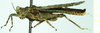 CollectionObject 1584433; 3659f365-3ca6-404a-a5c0-e072b472e0bd: male, lateral view. (CollectionObject).