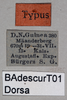 CollectionObject 1501037; cd4d7e4f-55b6-4b97-9028-7e19f398cdb0, DORSA BAdescurT01: male, labels (holotype). (CollectionObject).