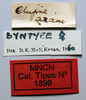 CollectionObject 1580370; 4fba012a-eaca-4828-b4bb-c4433ac2a9f0: female, labels (paralectotype). (CollectionObject).