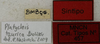 CollectionObject 1535155; b90b6a18-5563-4981-a9ce-c00e575682b5: labels (syntype). (CollectionObject).