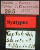 CollectionObject 1553644; a48ab099-13e2-42ba-bc87-c9f906c9fc08: labels (syntype). (CollectionObject).