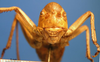 CollectionObject 1538365; 643e0cd6-c268-47d8-8383-0095c0a25e77: female frons (syntype of Ephippigera cucullata). (CollectionObject).